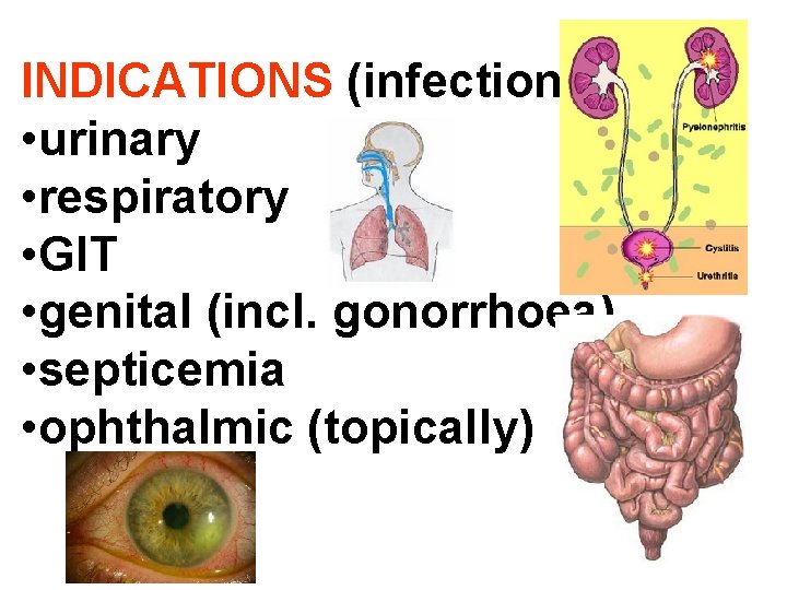 INDICATIONS (infections): • urinary • respiratory • GIT • genital (incl. gonorrhoea) • septicemia