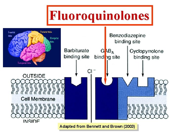 Fluoroquinolones Adapted from Bennett and Brown (2003) 