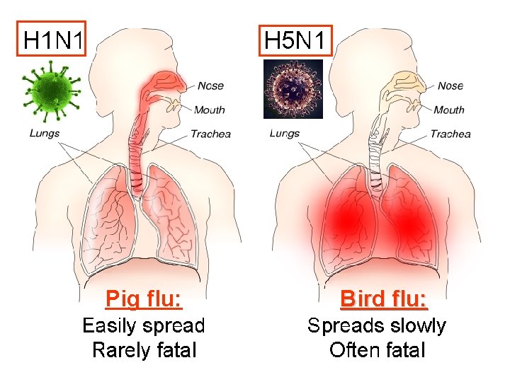 Pig flu: Bird flu: 