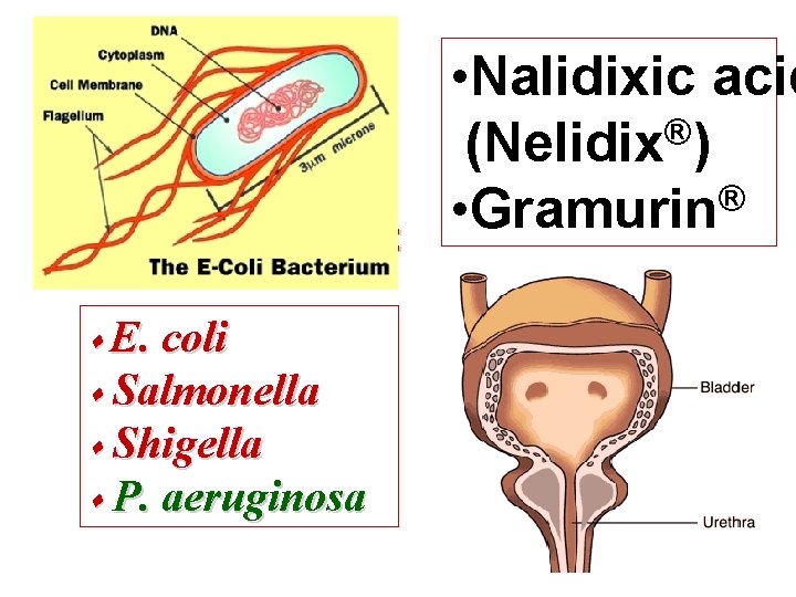 Gr (—): E. coli Salmonella Shigella P. aeruginosa • Nalidixic acid ® (Nelidix )