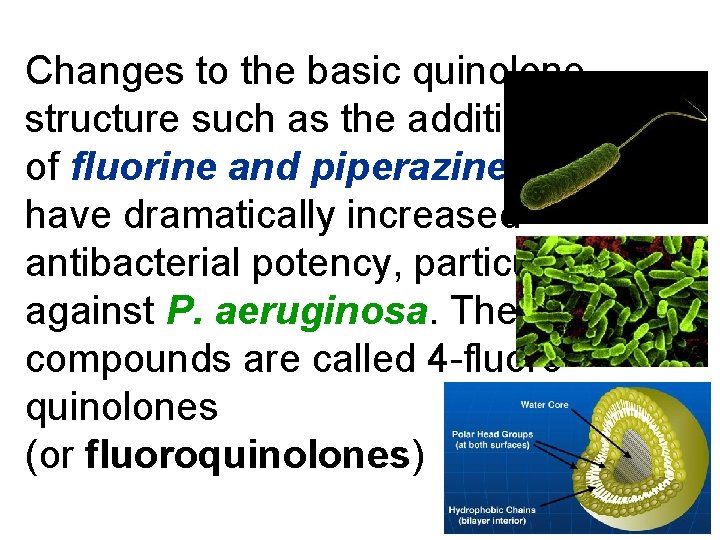 Changes to the basic quinolone structure such as the addition of fluorine and piperazine