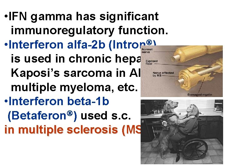  • IFN gamma has significant immunoregulatory function. • Interferon alfa-2 b (Intron )