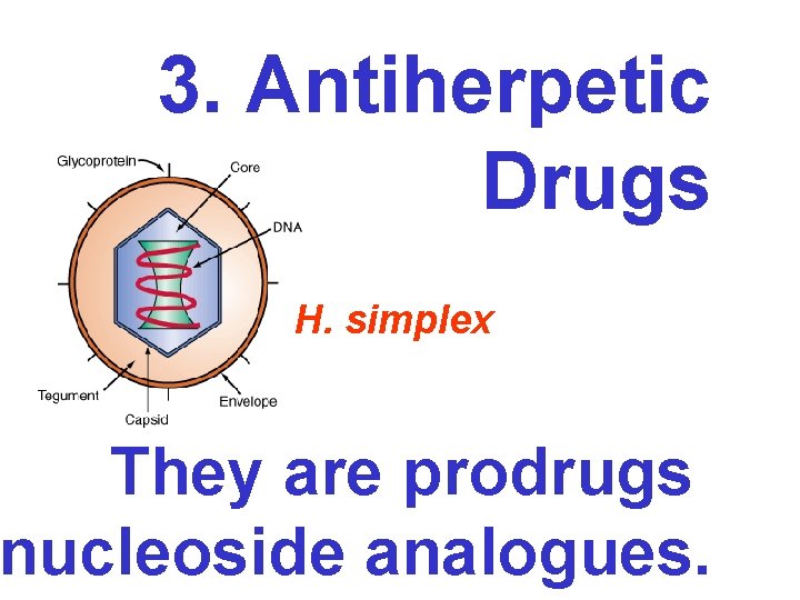 3. Antiherpetic Drugs H. simplex They are prodrugs nucleoside analogues. 