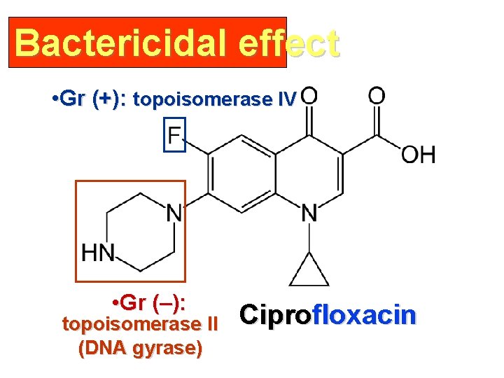 Bactericidal effect • Gr (+): topoisomerase IV • Gr (–): topoisomerase II (DNA gyrase)