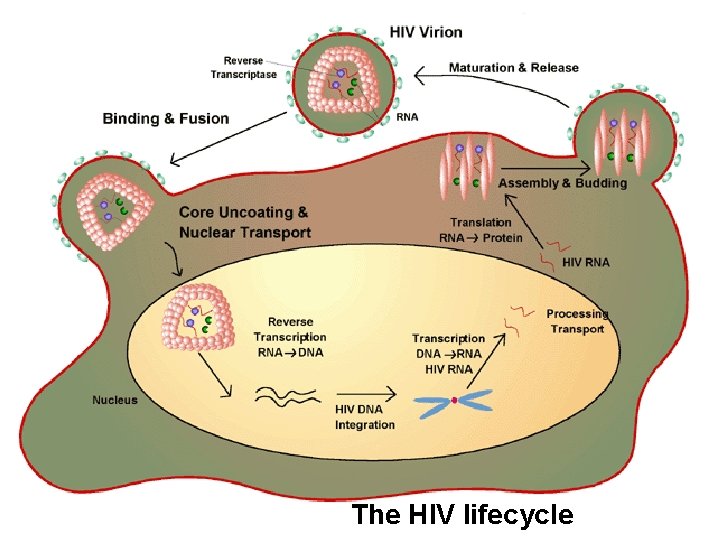 The HIV lifecycle 