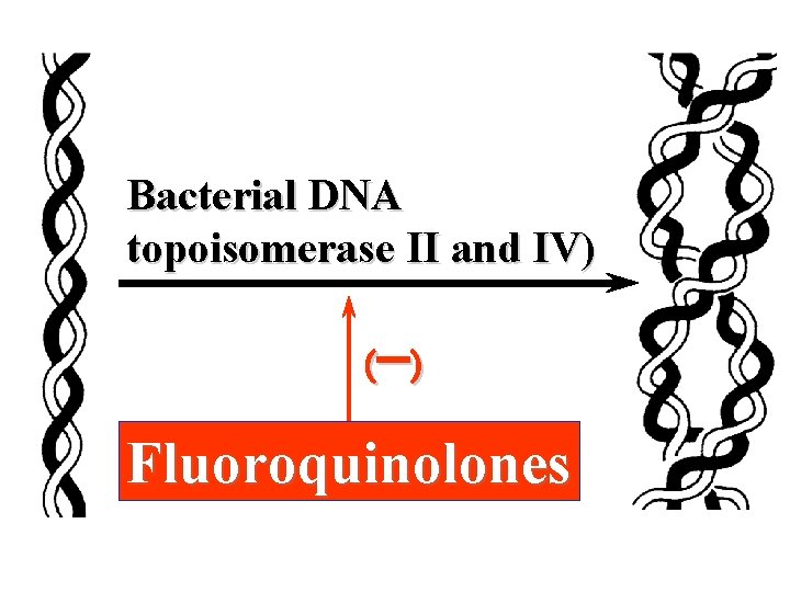 Bacterial DNA topoisomerase II and IV) (- ) Fluoroquinolones 