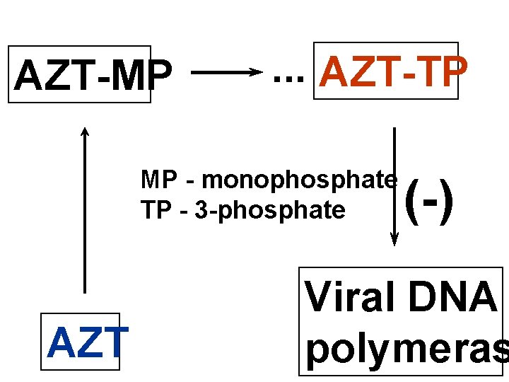 AZT-MP . . . AZT-TP MP - monophosphate TP - 3 -phosphate AZT (-)