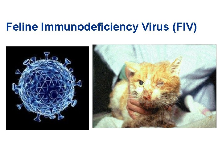 Feline Immunodeficiency Virus (FIV) 