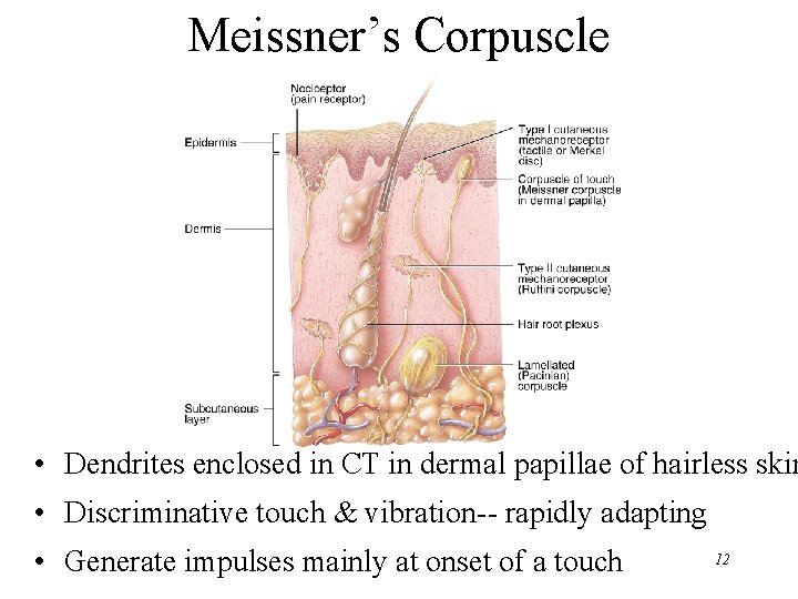 Meissner’s Corpuscle • Dendrites enclosed in CT in dermal papillae of hairless skin •