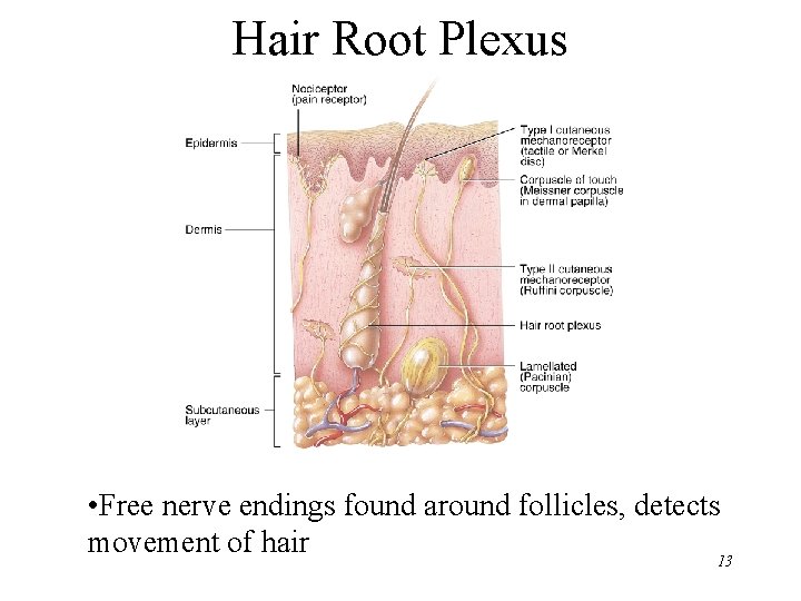 Hair Root Plexus • Free nerve endings found around follicles, detects movement of hair