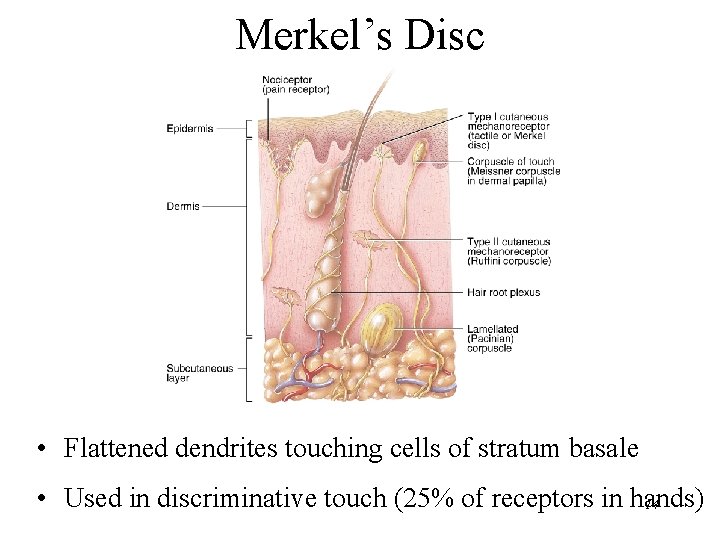 Merkel’s Disc • Flattened dendrites touching cells of stratum basale • Used in discriminative