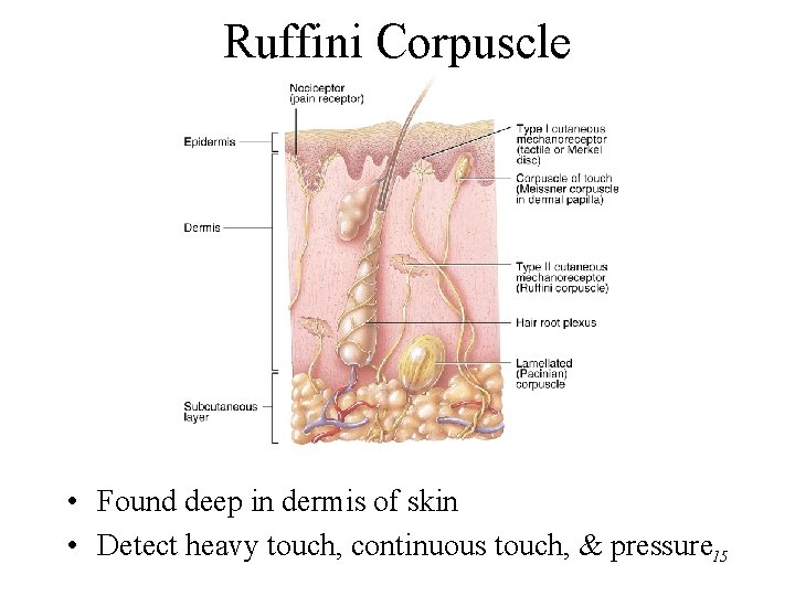 Ruffini Corpuscle • Found deep in dermis of skin • Detect heavy touch, continuous