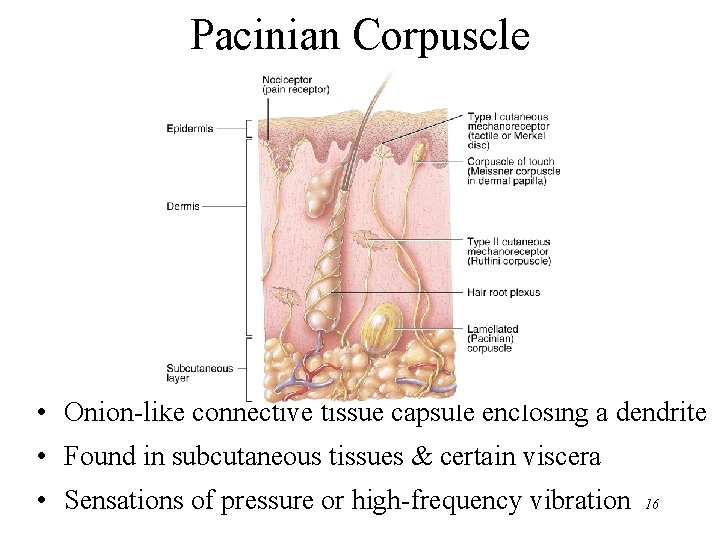 Pacinian Corpuscle • Onion-like connective tissue capsule enclosing a dendrite • Found in subcutaneous
