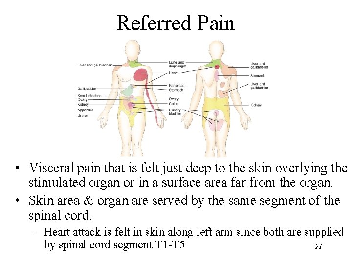 Referred Pain • Visceral pain that is felt just deep to the skin overlying