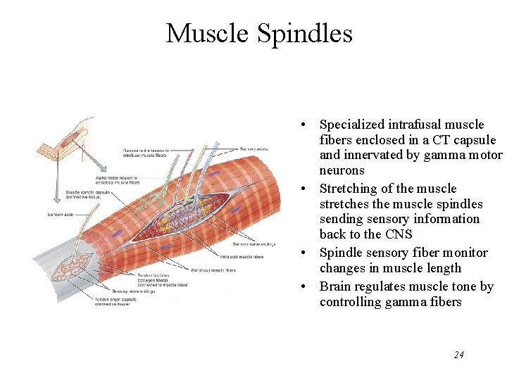 Muscle Spindles • Specialized intrafusal muscle fibers enclosed in a CT capsule and innervated