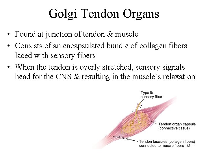 Golgi Tendon Organs • Found at junction of tendon & muscle • Consists of