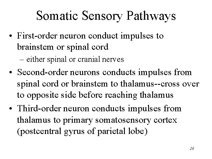 Somatic Sensory Pathways • First-order neuron conduct impulses to brainstem or spinal cord –