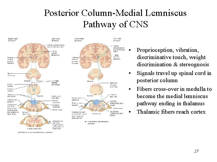 Posterior Column-Medial Lemniscus Pathway of CNS • Proprioception, vibration, discriminative touch, weight discrimination &
