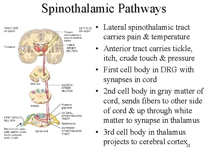 Spinothalamic Pathways • Lateral spinothalamic tract carries pain & temperature • Anterior tract carries