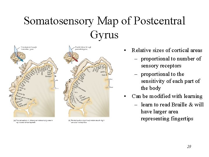 Somatosensory Map of Postcentral Gyrus • Relative sizes of cortical areas – proportional to