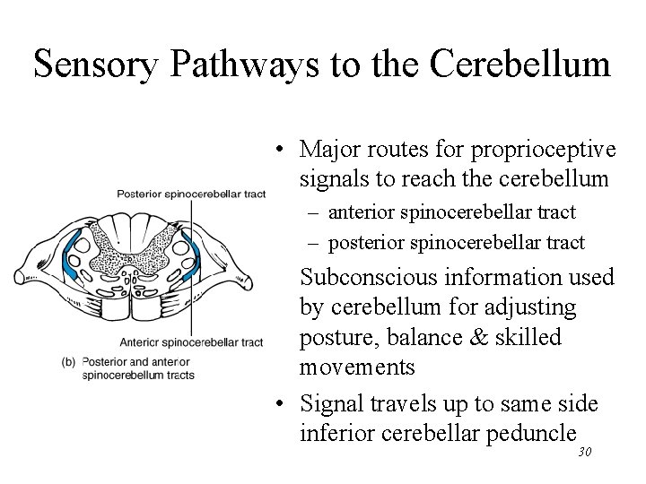Sensory Pathways to the Cerebellum • Major routes for proprioceptive signals to reach the