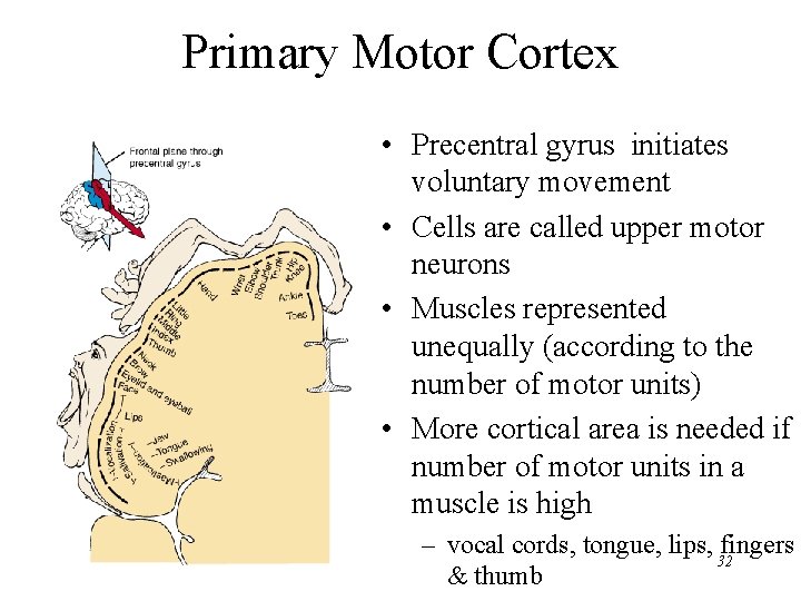 Primary Motor Cortex • Precentral gyrus initiates voluntary movement • Cells are called upper