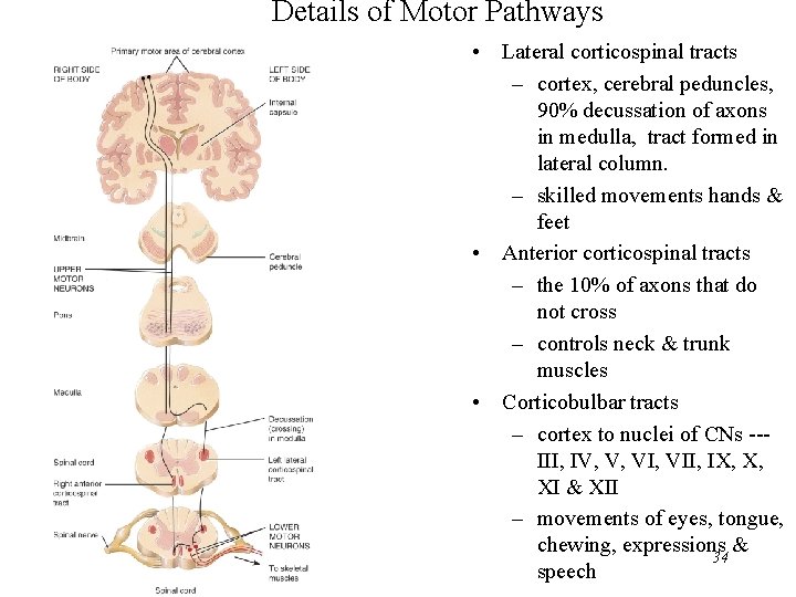 Details of Motor Pathways • Lateral corticospinal tracts – cortex, cerebral peduncles, 90% decussation