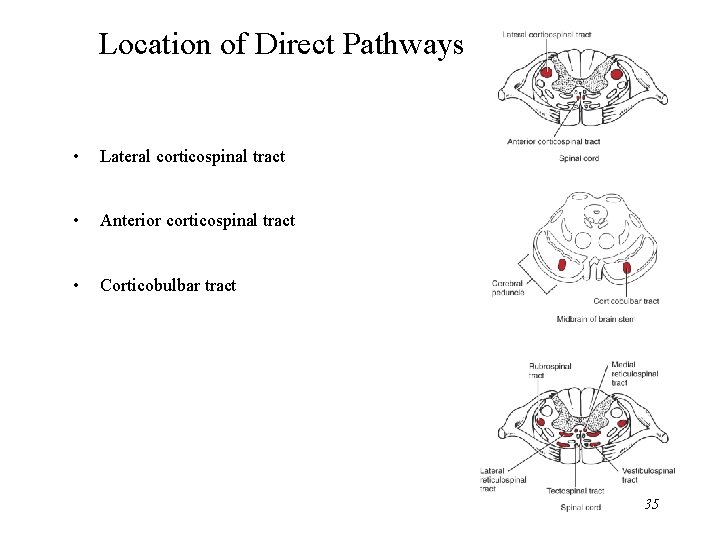 Location of Direct Pathways • Lateral corticospinal tract • Anterior corticospinal tract • Corticobulbar