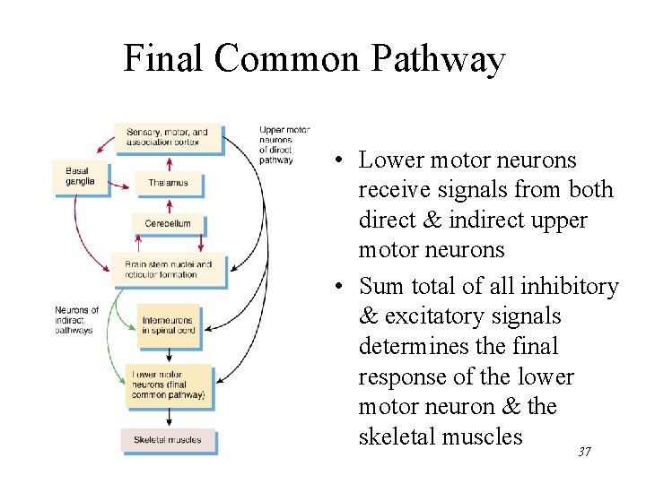 Final Common Pathway • Lower motor neurons receive signals from both direct & indirect