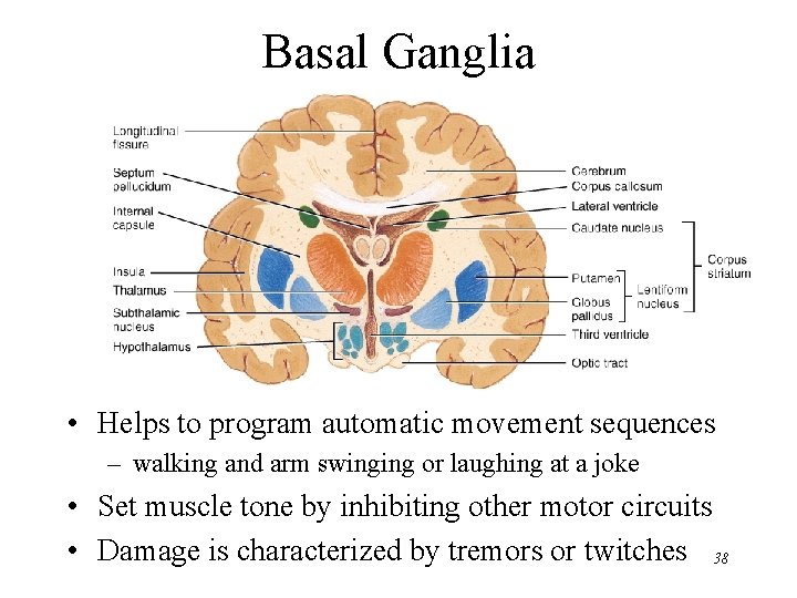 Basal Ganglia • Helps to program automatic movement sequences – walking and arm swinging