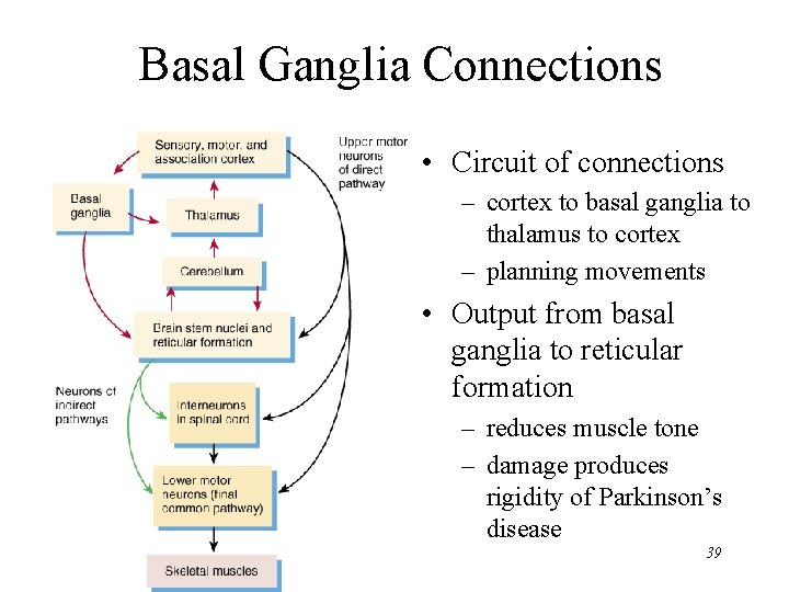 Basal Ganglia Connections • Circuit of connections – cortex to basal ganglia to thalamus