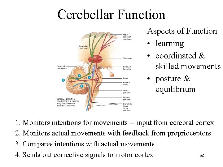 Cerebellar Function Aspects of Function • learning • coordinated & skilled movements • posture