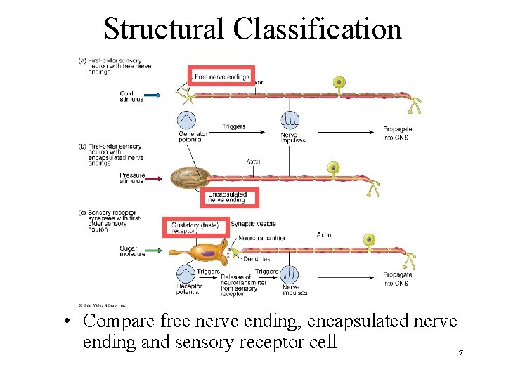 Structural Classification • Compare free nerve ending, encapsulated nerve ending and sensory receptor cell