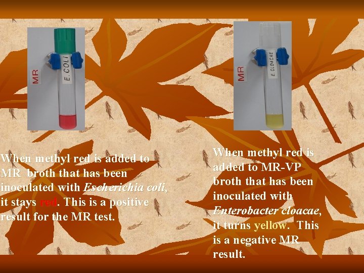 When methyl red is added to MR broth that has been inoculated with Escherichia