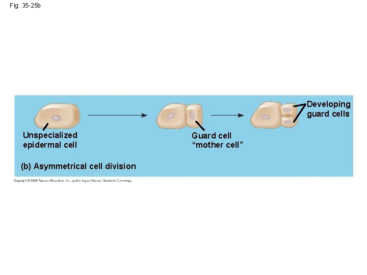 Fig. 35 -25 b Developing guard cells Unspecialized epidermal cell (b) Asymmetrical cell division