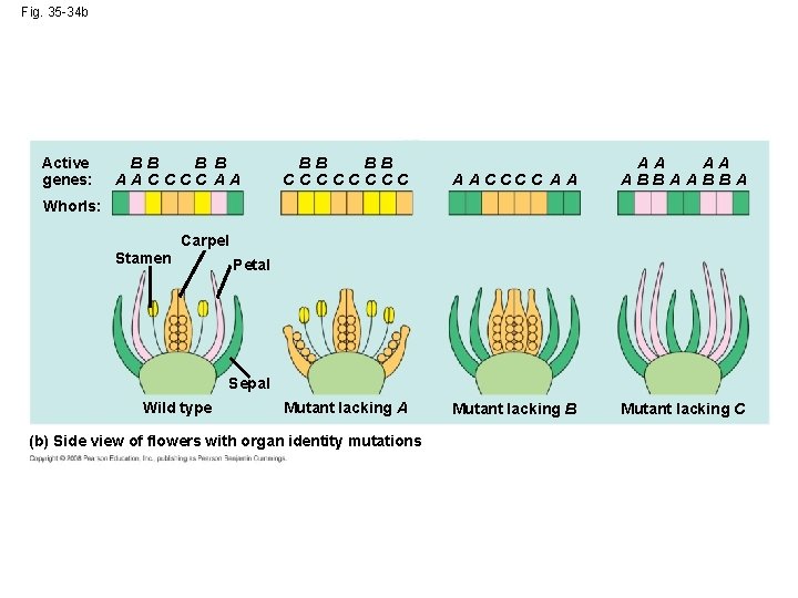 Fig. 35 -34 b Active genes: BB B B AACCCC AA BB BB CCCC