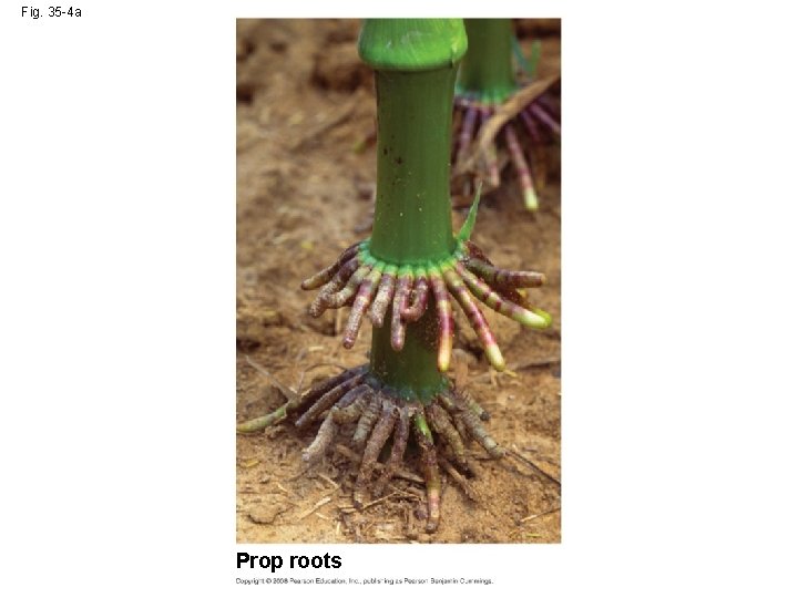 Fig. 35 -4 a Prop roots 
