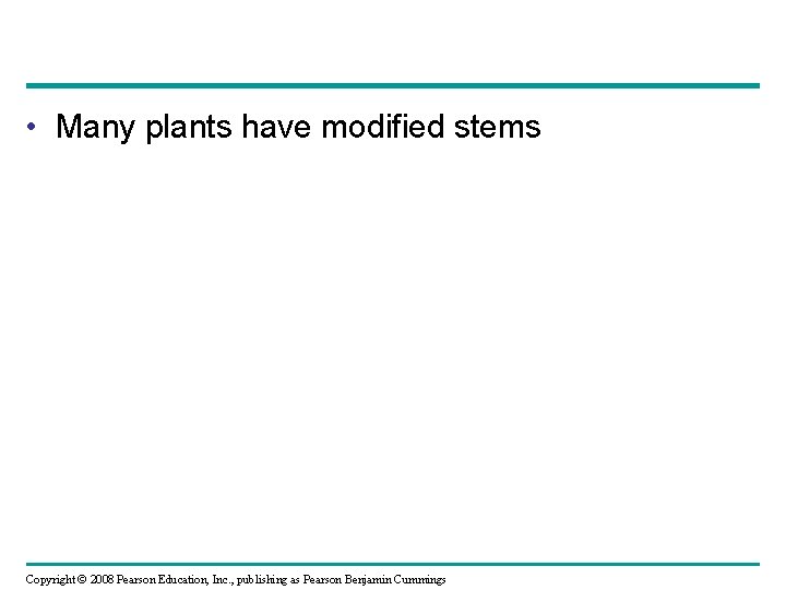  • Many plants have modified stems Copyright © 2008 Pearson Education, Inc. ,