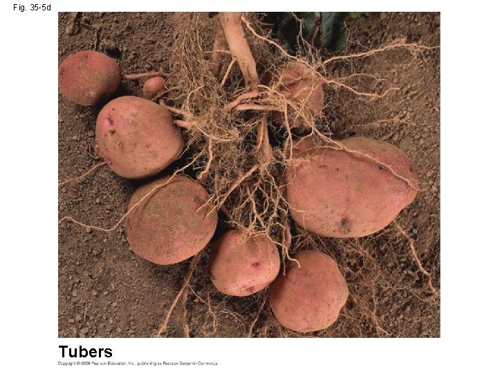 Fig. 35 -5 d Tubers 