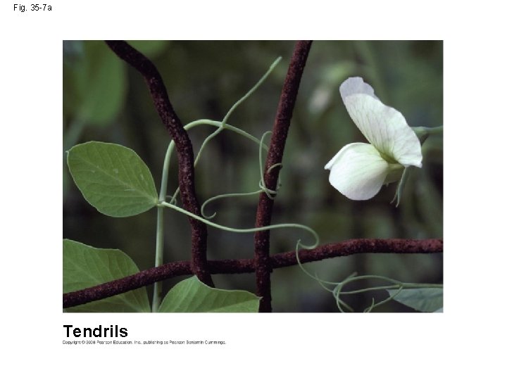 Fig. 35 -7 a Tendrils 