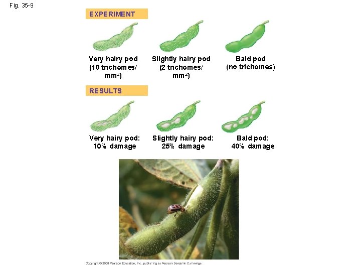 Fig. 35 -9 EXPERIMENT Very hairy pod (10 trichomes/ mm 2) Slightly hairy pod