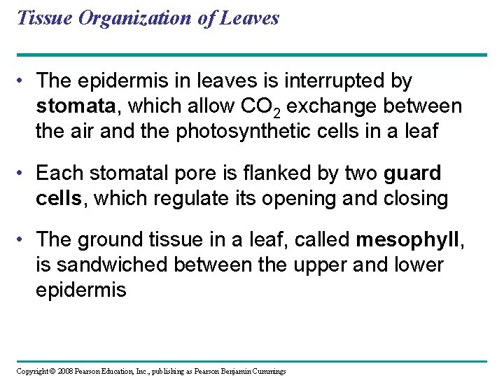 Tissue Organization of Leaves • The epidermis in leaves is interrupted by stomata, which