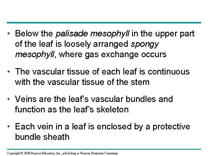  • Below the palisade mesophyll in the upper part of the leaf is