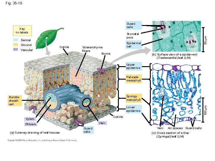 Fig. 35 -18 Guard cells Key to labels Dermal Ground Vascular Cuticle 50 µm