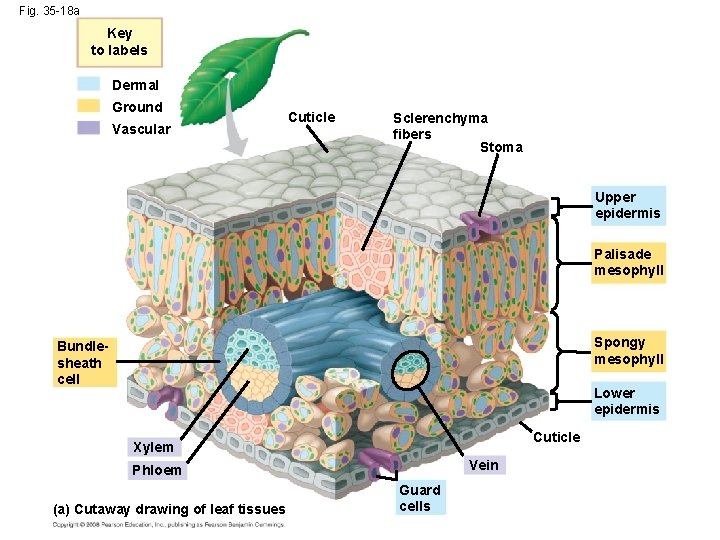 Fig. 35 -18 a Key to labels Dermal Ground Vascular Cuticle Sclerenchyma fibers Stoma