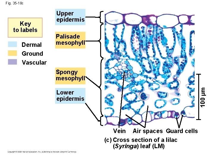 Fig. 35 -18 c Key to labels Dermal Ground Upper epidermis Palisade mesophyll Vascular