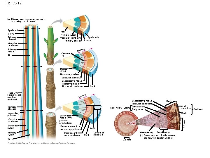 Fig. 35 -19 (a) Primary and secondary growth in a two-year-old stem Epidermis Cortex