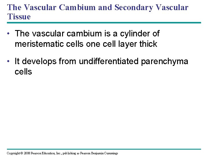 The Vascular Cambium and Secondary Vascular Tissue • The vascular cambium is a cylinder