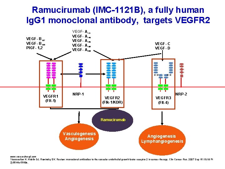Ramucirumab (IMC-1121 B), a fully human Ig. G 1 monoclonal antibody, targets VEGFR 2