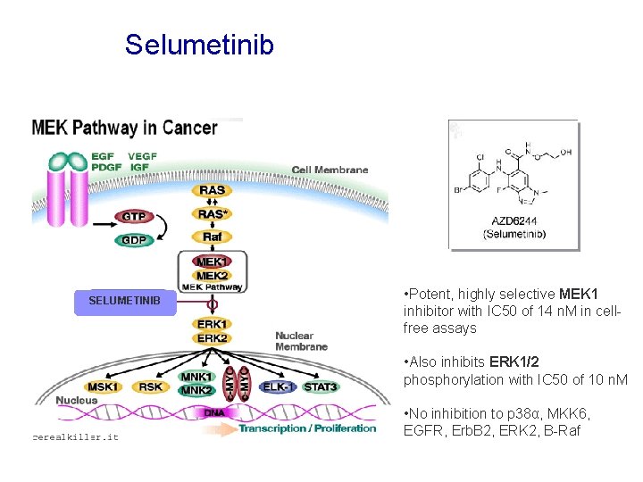 Selumetinib SELUMETINIB • Potent, highly selective MEK 1 inhibitor with IC 50 of 14